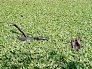 Alligator